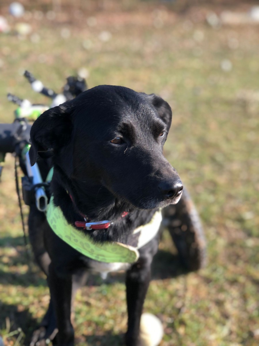 Lazarus/Lazi LunasAltersranch.ch